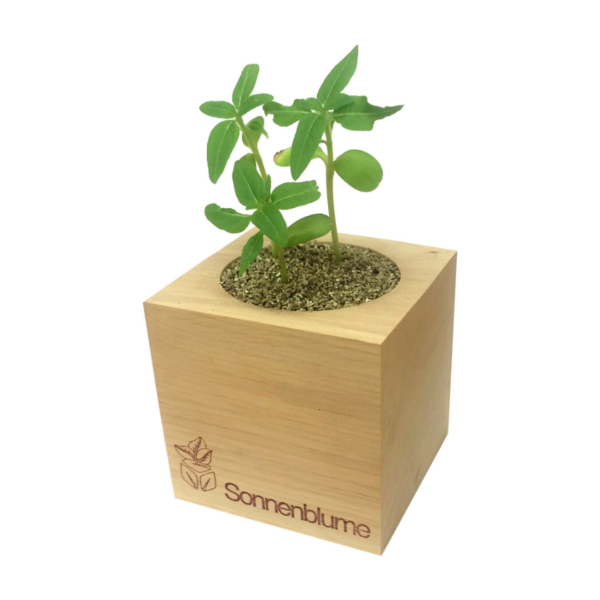 Picture of Eco Cube seed pot